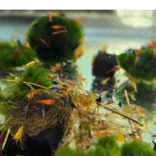 Swimming Creatures™ Freshwater Aquarium Shrimp - A Perfect Combo to Brighten Your Aquarium! (20 Mixed + 1 Mystery Snail)