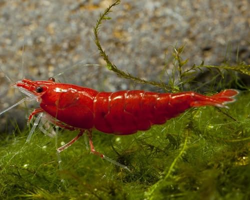 SF Aquatic™ Choose Your Favorite Color High Grade Neocaridina Live Freshwater Aquarium Shrimps Fully Mature Breeding Age. Live Arrival Guarantee. (Bloody Mary, 10 Shrimps) - color: Bloody Mary, size: 10 Shrimps