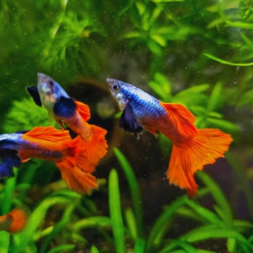 Swimming Creatures™ 4 Male Platinum Dumbo Ear Guppy – Live Freshwater Aquarium Fish - color: 4 Male Platinum Dumbo Ear Guppy