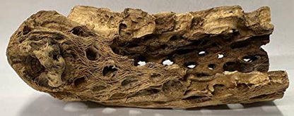 Natural Cholla Wood Chunk Large Air Plant Display Holders Individually Unique Decorative Stands or Holder (Cholla Chunk Large) - style: Cholla Chunk Large