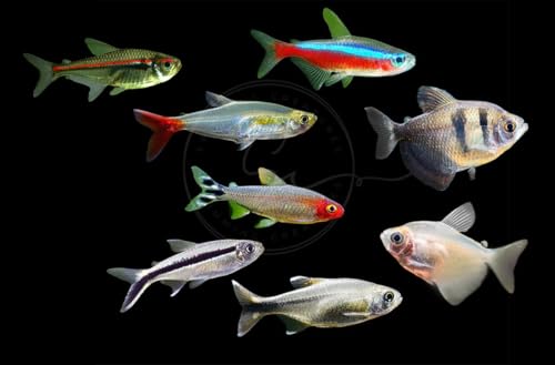 Swimming Creatures 5 PCS Assorted Tetra Mix, Freshwater Aquarium Fish Live Arrival Guarantee (3-4 Kinds Mix)
