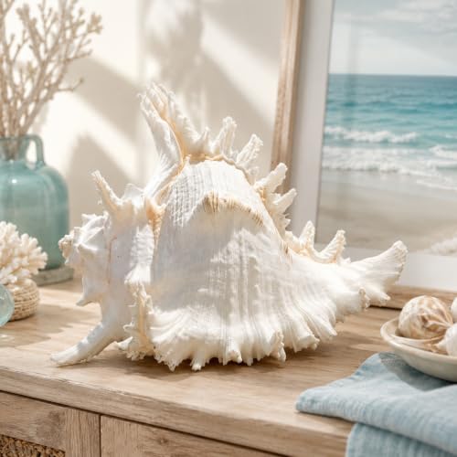 Natural Conch Shell, Real Large Conch Shell, Sea Shells for Vase Filler, Outdoor Shells, Air Plants, Beach Theme, Nautical Home Decor, Wedding Decor, Beach Theme Party, Aquarium Decoration 7.5-8.5'' - size: 8in