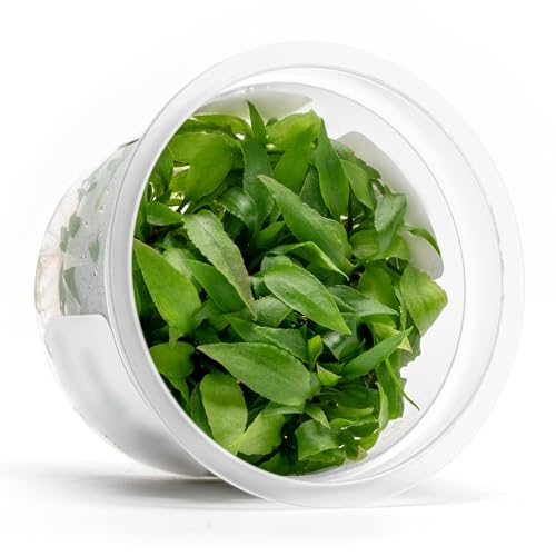 Live Plants - Kirindoya Brown Crypt (Cryptocoryne thwaitesii 'Kirindoya') - Low to Moderate Light, Olive-Brown Accent, Midground Placement - Rosette Growth - Tissue Culture - 1 Pack - color: Cryptocoryne Thwaitesii Kirindoya Brown