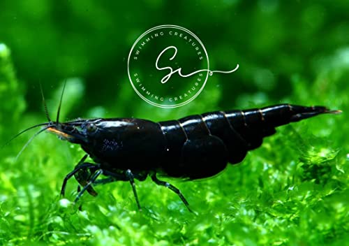 Swimming Creatures™ Freshwater Aquarium Shrimp - A Perfect Combo to Brighten Your Aquarium! (10, Premium Chocolate Black)