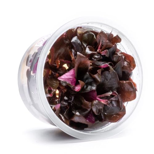 Live Plants - Purple Scarlet Temple (Alternanthera lilacina) - Moderate to High Light Reddish Purple Stem Plant for Midground to Background Aquascapes - Tissue Culture Cup - color: Alternanthera Reineckii Lilacina Red Stem