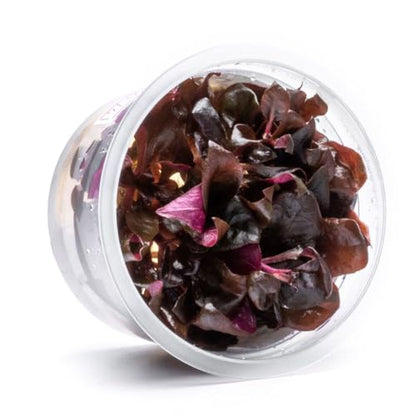 Live Plants - Purple Scarlet Temple (Alternanthera lilacina) - Moderate to High Light Reddish Purple Stem Plant for Midground to Background Aquascapes - Tissue Culture Cup - color: Alternanthera Reineckii Lilacina Red Stem