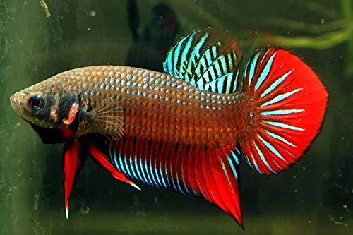 A.D.P. Fish Booster Pink Tropical Fish Food Micro Floating Pellet, Grow Faster & Color Enhancing High Protein 42% for Goldfish & All Aquarium Small Fish 60 g Newborn Fry Fish Feed Breeding Fish Care