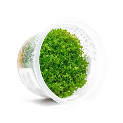 Live Plant - Dwarf Baby Tears Hemianthus Callitrichoides Live Aquarium Plant Tissue Culture Cup - 100% Snail Free in Vitro (Dwarf Baby Tears) - color: Dwarf Baby Tears Hemianthus Callitrichoides