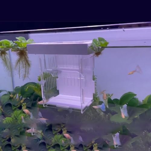 Isolation Box, Breeder Box for Fish Tank Isolation Aquarium Separator Floating Hatchery Incubator for Aggressive or Injured Fish(White-Style D) - style: white-Style D