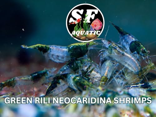SF Aquatic™ 20 Green Rili High Grade Neocaridina Live Freshwater Aquarium Shrimps Fully Mature Breeding Age. Live Arrival Guarantee. - color: Green Rili, size: 20 Shrimps