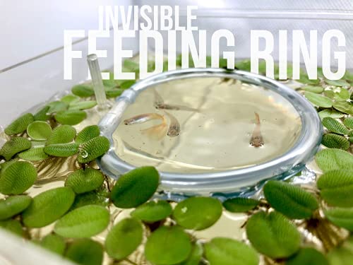 12+ Leaves Water Lettuce (Dwarf) + Invisible Feeding Ring — Live Floating Plant for Aquarium (Pistia stratioes) by Aquarigram - size: Plants + Invisible Feeding Ring (see video)