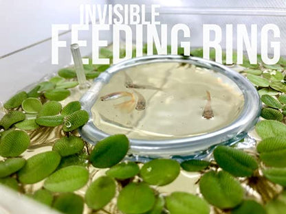 12+ Leaves Water Lettuce (Dwarf) + Invisible Feeding Ring — Live Floating Plant for Aquarium (Pistia stratioes) by Aquarigram - size: Plants + Invisible Feeding Ring (see video)