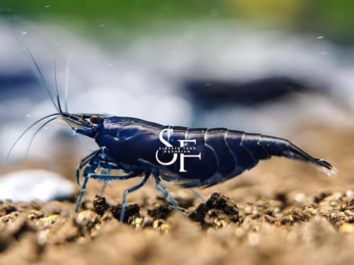 SF Aquatic™ 10 Blue Diamond High Grade Neocaridina Live Freshwater Aquarium Shrimps Fully Mature Breeding Age. Live Arrival Guarantee - color: Blue Diamond, size: 10 Shrimps