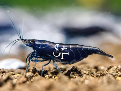 SF Aquatic™ 10 Blue Diamond High Grade Neocaridina Live Freshwater Aquarium Shrimps Fully Mature Breeding Age. Live Arrival Guarantee - color: Blue Diamond, size: 10 Shrimps
