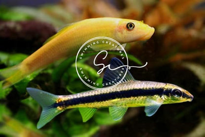Swimming Creatures Live Aquarium Fish (1 Golden Suckerfish (Gyrinocheilos aymonieri) & 1 Otocinclus Catfish (Otocinclus macrospilus) 2.5-3.5cm, 2, Count)