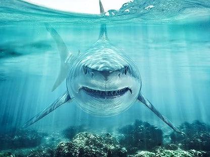 BELECO 6x4ft Fabric Under The Sea Backdrop - Great White Shark & Ocean Aquarium Background - Shark Theme Party Decorations & Birthday Photoshoot Studio Props - size: 6x4FT