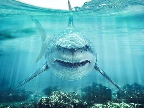 BELECO 12x8ft Fabric Shark Under The Sea Backdrop Aquarium Background Party Decorations Banner Birthday Photoshoot Studio Props Wallpaper - size: 12x8FT