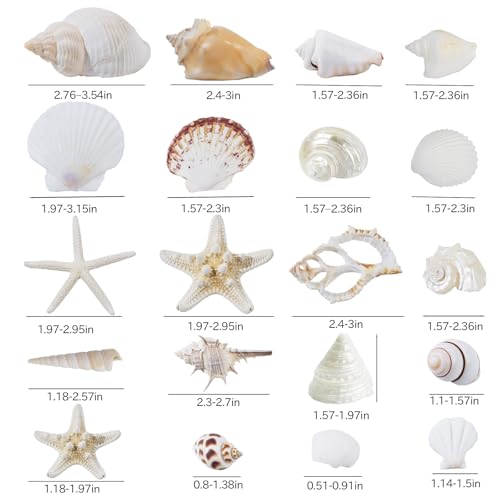 JQAQJU Sea Shells Mixed Ocean Seashells 20 Kinds, Starfish Seashells for Crafts, Various Sizes Natural Conch Sea Shells for Decorating, DIY Crafts, Vase Filler, Beach Party, Fish Tank, Home Wedding