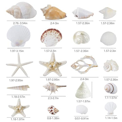JQAQJU Sea Shells Mixed Ocean Seashells 20 Kinds, Starfish Seashells for Crafts, Various Sizes Natural Conch Sea Shells for Decorating, DIY Crafts, Vase Filler, Beach Party, Fish Tank, Home Wedding