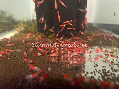 Swimming Creatures™ Premium Neocaridina Shrimp – Freshwater Aquarium Shrimp (10, Premium RED Rili) - color: PREMIUM RED RILI