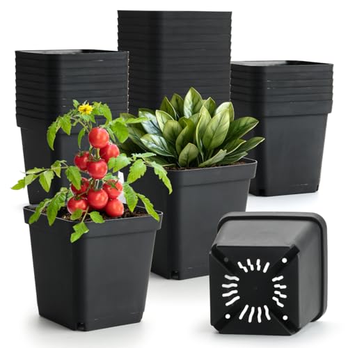 BTPLASTIK Square Nursery Pots 5.5 Inch, 50Pcs Plastic Sturdy Reusable Seedling Pots with Drainage Holes, Garden Flower Planters for Indoor/Outdoor, Transplanting, Succulents, Cuttings, Black - color: Black, size: 5.5 Inch-50P