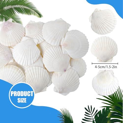 50 PCS Natural Sea Shells 1.6" to 2" White Scallop Shells for DIY Painting Crafts, Wedding Decor, Beach Theme Party, Aquarium Fish Tank and Vase Filler