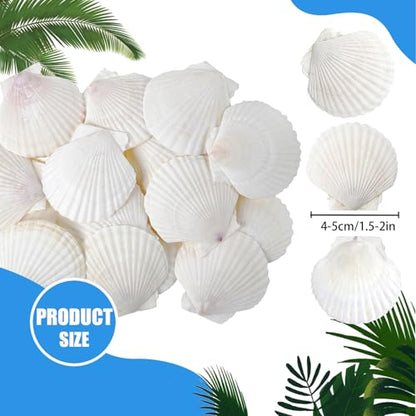 50 PCS Natural Sea Shells 1.6" to 2" White Scallop Shells for DIY Painting Crafts, Wedding Decor, Beach Theme Party, Aquarium Fish Tank and Vase Filler