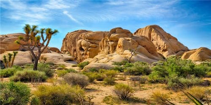 72x16 inches Joshua Tree National Park Backdrop Desert Terrarium Background | Arid Barren Cactus Sandstone Rock Climate Mountain and Desert Scenery Backdrop, Polyester - size: 72x16 Inches