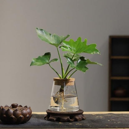 Glass Hydroponic Planter, Water Culture Vase with Wood Plant Support Lid, Clear Visual Design, Suitable for Desk Decor Water Plant Display Small Fish Tank or Low-Maintenance Greenery Accents