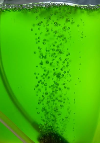 Complete Green Water (Chlorella vulgaris) Culture and Expansion Kit: One 8 oz Working Container, One 1 oz Backup Container, Harvesting Tools, and Tap Water Conditioner - Live phytoplankton