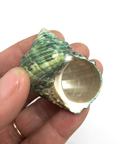 PEPPERLONELY Silver Mouth Green Turbo Hermit Crab Sea Shells, 8 OZ Apprx. 4/3 Inch ~ 1-4/3 Inch - color: 15#. Green, 3/4" ~ 2"