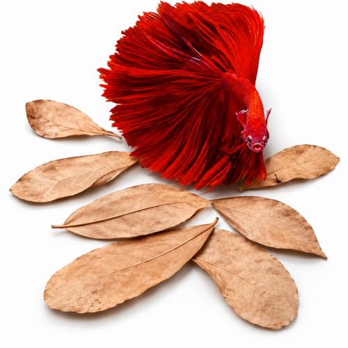 SunGrow 50 pcs Catappa Indian Almond Leaves – 2” Water Conditioner for Betta Fish Tank, Aquarium Leaf for Fish Breeding, Shrimp, Goldfish, Guppy & Frogs