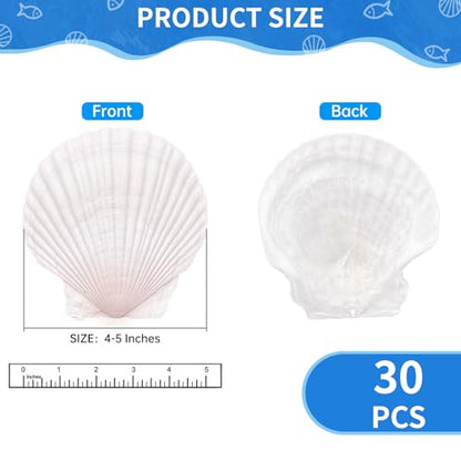 30PCS Large Natural Scallop Shells for Crafts, 4-5 in White Sea Shells, DIY | Smooth, cleaned surfaces suit painting, resin art, candle making, baking displays, weddings, classrooms and ocean parties. - size: 30PCS (4-5in)