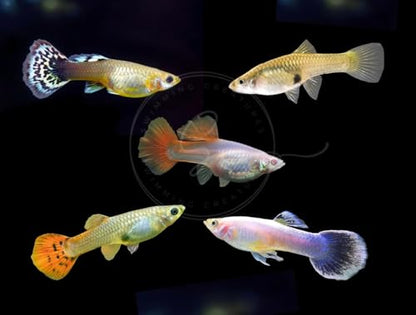 Swimming Creatures™ 6 Female Guppy Live Tropical Freshwater Aquarium Fish - color: 6 Assorted Female Guppy