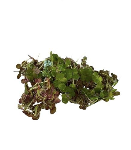 60+ Live Giant Duckweed Plants, Spirodela Polyrhiza, Floating Plants for Pond, Aquarium