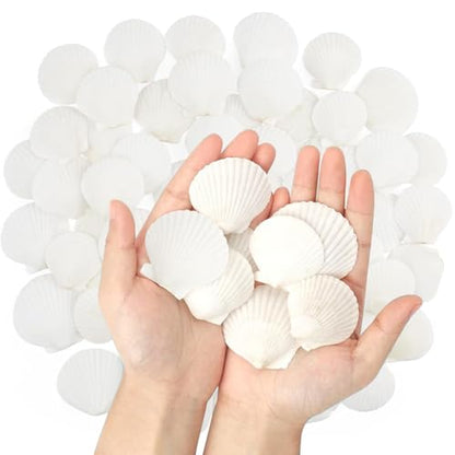 50 PCS Natural Sea Shells 1.6" to 2" White Scallop Shells for DIY Painting Crafts, Wedding Decor, Beach Theme Party, Aquarium Fish Tank and Vase Filler