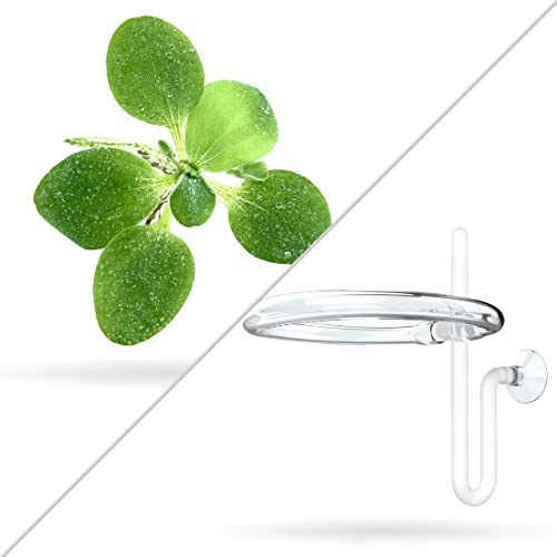 12+ Leaves Water Lettuce (Dwarf) + Invisible Feeding Ring — Live Floating Plant for Aquarium (Pistia stratioes) by Aquarigram - size: Plants + Invisible Feeding Ring (see video)