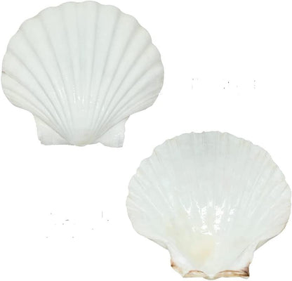 SEAJIAYI 10 PCS Large Scallop Shells 4-5 inch Natural White Scallop Shells from Sea Beach for DIY Craft Decor - size: XL-LARGE