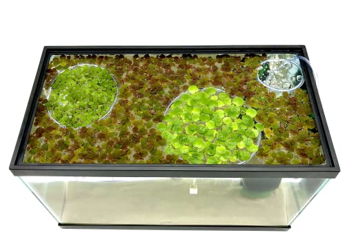 Magnetic Invisible Feeding Ring (Customizable and Auto-Leveling) Food Portal for Floating Plant Aquariums and Fish Tanks (Two-Pack)