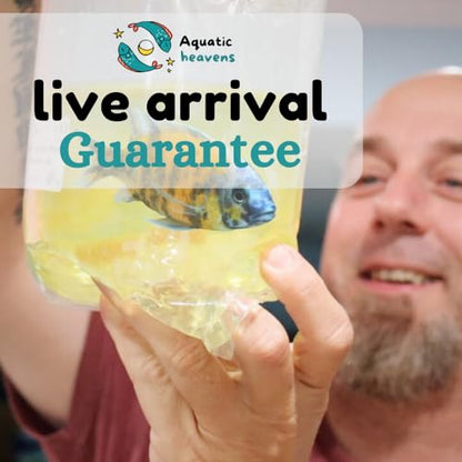 Norman's Lampeye Killifish (Pack of 6 Fish) - Aquarium Exotic Freshwater Live Fish