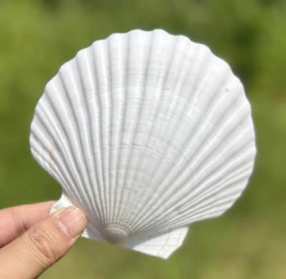 SEAJIAYI 10 PCS Large Scallop Shells 4-5 inch Natural White Scallop Shells from Sea Beach for DIY Craft Decor - size: XL-LARGE