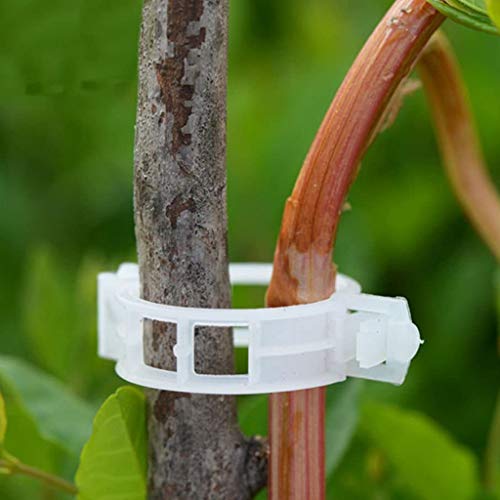 Spencer 100 Pcs Plant Support Clips, Tomato Vine Clips, Plastic Greenhouse Garden Support Trellis Clips for Tomato Vine Plants Fruits Vegetables Flower to Grow Uprightly and Healthily, 1.18” Diameter - size: 100 Pcs