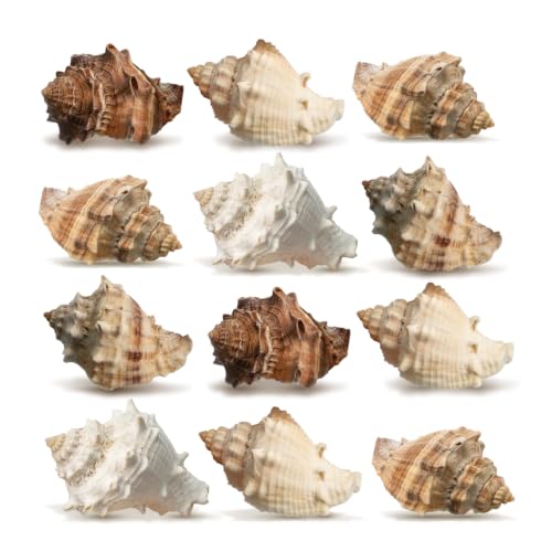 Hermit Crab Shells | Turbo Shells | 12 King Crown Turbo Shells 3/4"- 1 3/4" | Small Hermit Crab House for Décor | Plus Free Nautical eBook by Joseph Rains