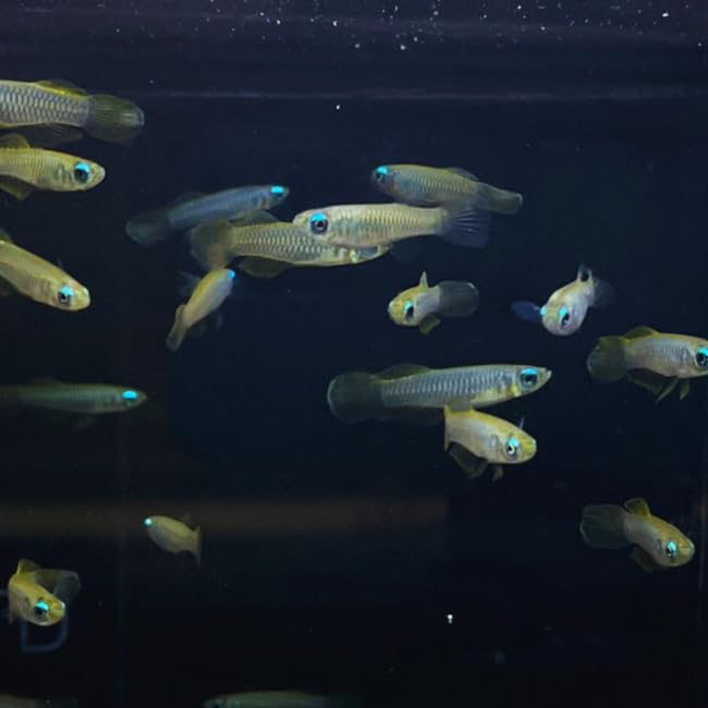 Norman's Lampeye Killifish (Pack of 6 Fish) - Aquarium Exotic Freshwater Live Fish