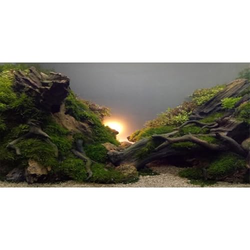 60x24 in River Bed Aquarium Backdrop Sunshine Aquatic Fish Tank Background | AWERT Moss Plants Aquarium Background Vinyl - size: 60x24in/150x60cm