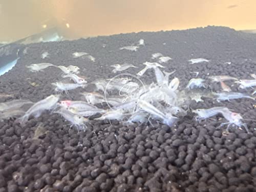 Swimming Creatures™ Premium Neocaridina Shrimp – Freshwater Aquarium Shrimp (10, Premium Snowball) - color: PREMIUM SNOWBALL