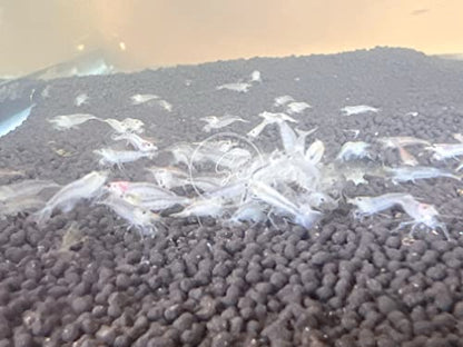 Swimming Creatures™ Premium Neocaridina Shrimp – Freshwater Aquarium Shrimp (10, Premium Snowball) - color: PREMIUM SNOWBALL