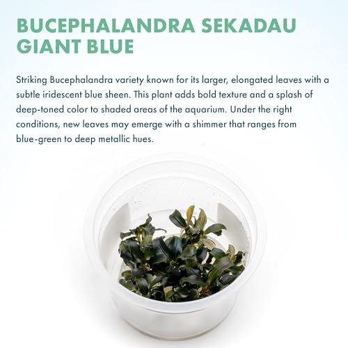 Live Plants - Bucephalandra sp. 'Sekadau Giant Blue - Low to Moderate Light, Deep Green with Blue Shimmer, Midground, Intermediate Difficulty - Tissue Culture, 1 Pack - color: Bucephalandra Sekadau Giant Blue