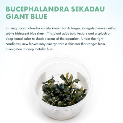 Live Plants - Bucephalandra sp. 'Sekadau Giant Blue - Low to Moderate Light, Deep Green with Blue Shimmer, Midground, Intermediate Difficulty - Tissue Culture, 1 Pack - color: Bucephalandra Sekadau Giant Blue