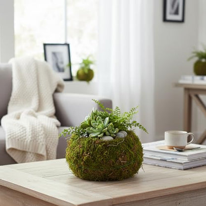 Kokedama Creative Moss Ball Planter 8cm Bowl Planter for Orchids, Bonsai & Air Plants Decorative Indoor Home Garden Decor